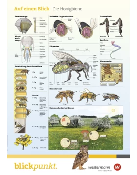 Blickpunkt Poster Die Honigbiene - Αφίσα η μέλισσα