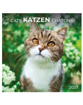 Kalender Katzen / Cats 2027