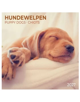 Hundewelpen / Puppy Dogs Kalender 2027