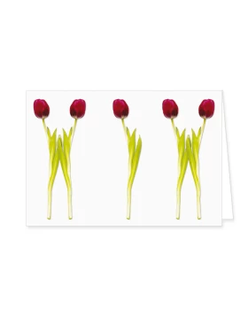 Doppelkarte Tulpenparade - ευχετήρια κάρτα