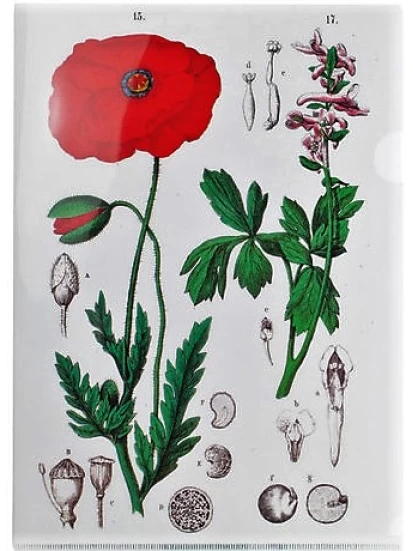 Φάκελος αρχειοθέτησης - L-Ordner A4, Mohn, Hortus Botanicus