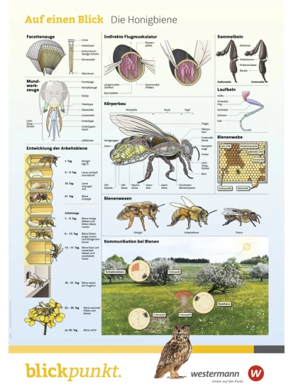 Blickpunkt Poster Die Honigbiene - Αφίσα η μέλισσα