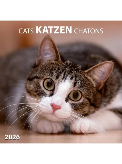 Katzen/Cats 2026  Kalender 2026
