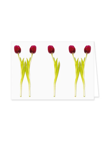 Doppelkarte Tulpenparade - ευχετήρια κάρτα